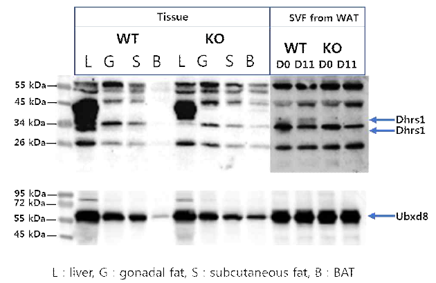 Dhrs1 KO WAT에서 지방조직 분화에 미치는 영향