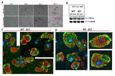 Dhrs1 KO WAT에서 지방조직 분화에 미치는 영향