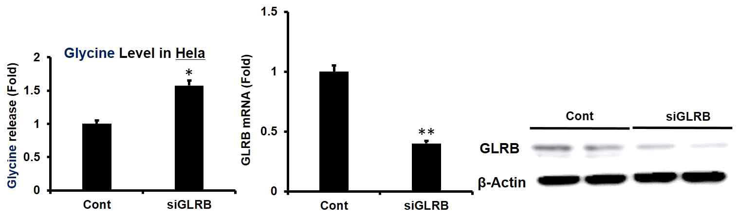 Decreased GLRB and glycine levels by siGLRB in HeLa cells