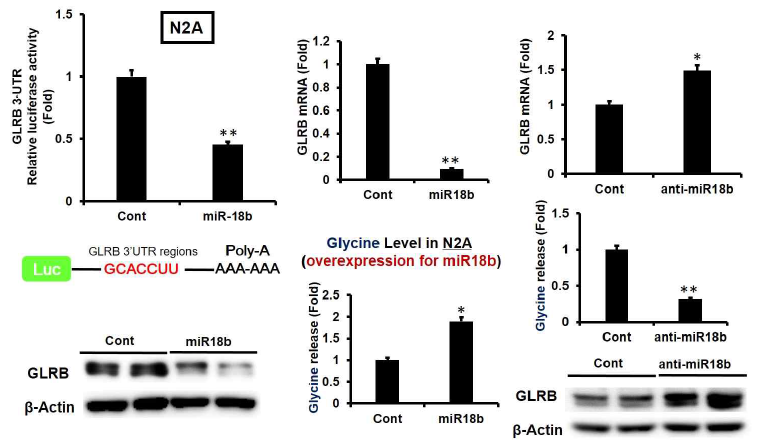 GLRB regulation by miR-18b in N2A cells