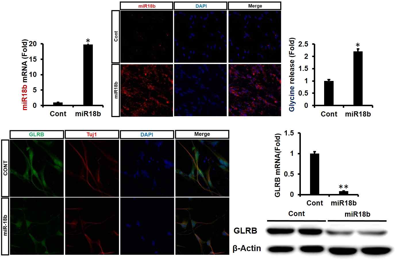 Overexpressed miR-18b in normal cortical neurons