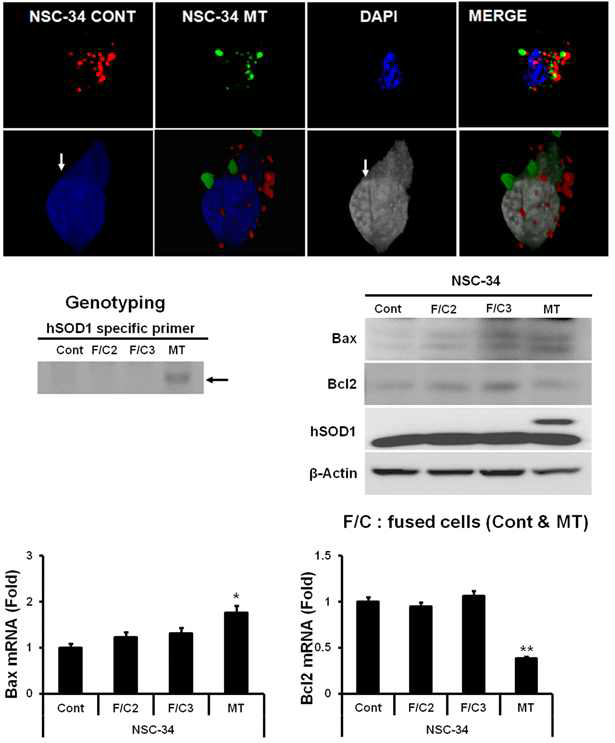 NSC-34 Cont, fused cell and cell fusion, 위상차 현미경에서 다핵의 존재유무확인 및 single colony 선별)MT(G93A)의 핵융합을 florescent imaging 및 3D분석, genotyping analysis, western and qRT-PCR analysis