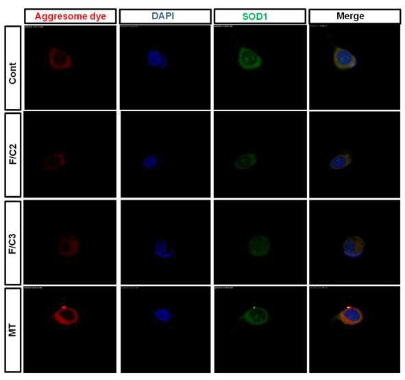 Confocal image 분석을 통해 mtSOD1 aggregation을 각각의 cell에서 확인하였음