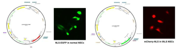 pLenti-GFP-NLS and pLenti-mCherry-NLS viral vector