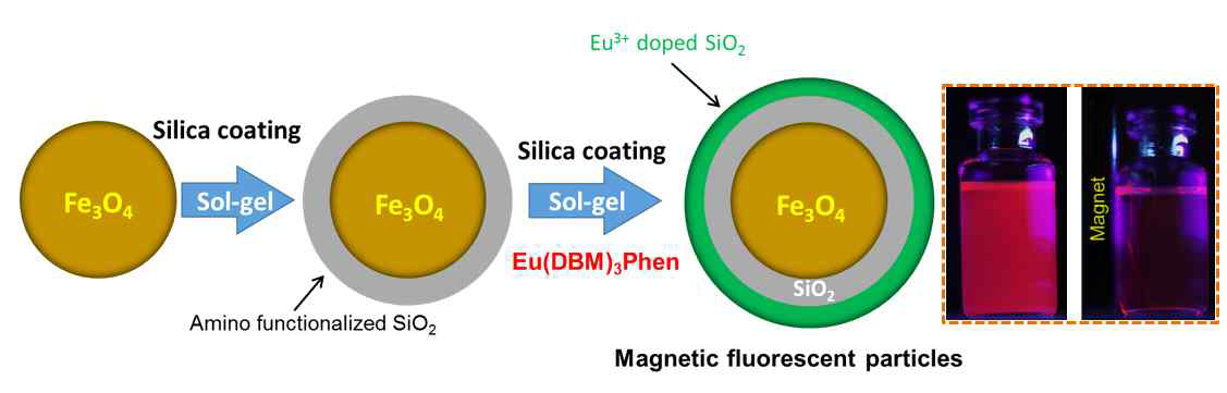 Sol-gel법을 기반으로 한 형광-자성 나노입자 복합체의 제조에 대한 모식도