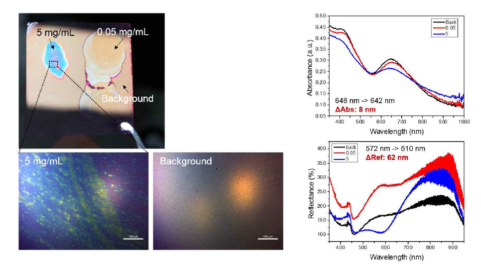 BSA를 이용한 예비실험 결과. BSA 흡착 후 마그네토플라즈모닉 2D 어레이의 반사색 변화에 대한 광학 현미경 이미지 및 absorbance와 reflectance spectrum