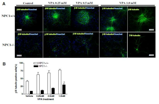 Valproic acid 처리에 의한 NPC-/- 신경전구세포의 신경세포로의 분화 유도 효과