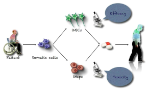 유도간세포를 이용한 신약 스크리닝 플랫폼 구축 모델
