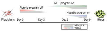 유도간세포 생산과정에 있어서의 MET 과정 활성화