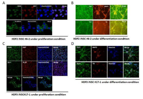 K-HDF2 and 3 iNSCs ICC under proliferation and differentiation condition