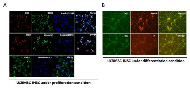 UCBMSC iNSC#16-5 ICC under proliferation and differentiation condition