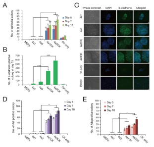 MET 활성에 따른 고효율 유도간세포 분화 확립
