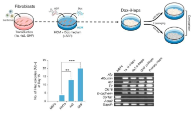 Dox-이용 유전자 발현조절 시스템을 이용한 유도간세포 생산