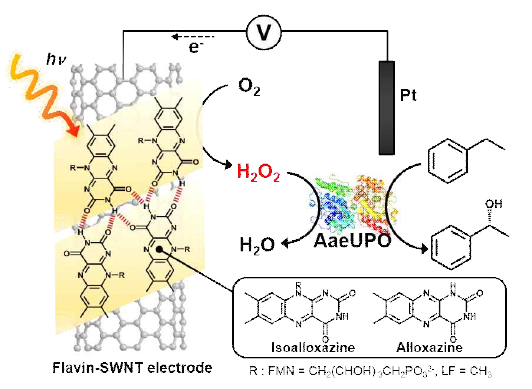 플라빈/SWNT 전극을 이용한 in situ상의 광전기화학적 H2O2 생성을 통해 peroxygenase의 반응을 촉매하는 모식도