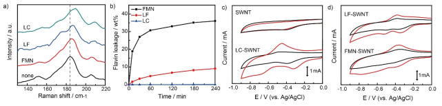 (A) 514.5nm 파장의 레이저로 여기했을 때 pristine SWNT와 플라빈/SWNT 전극의 radial breathing modes. (B) 시간에 따라 수용액상에서 전극으로부터 유출되는 플라빈의 무게 분율. (C), (D) 산소 포화 용액(100mM KPi, pH 7)에서 명암에 따라 pristine SWNT와 플라빈/SWNT 전극의 산소환원반응을 보여주는 순환전압전류곡선. 주사속도 25 mVs-1. 빨간 그래프(명), 검정 그래프(암)