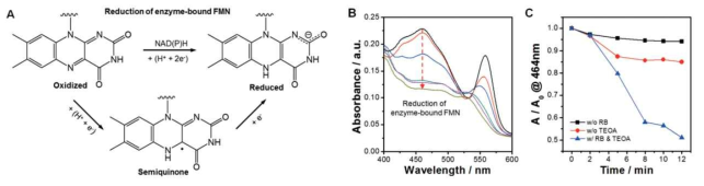 (A) 효소에 함유된 FMN 분자의 환원단계에 대한 모식도. (B) TsOYE와 RB 혼합의 가시광 조사 환경에서의 UV-visible 흡광 스펙트럼. (C) 몇 가지 조건에서 TsOYE 효소가 갖는 464nm에서의 흡광도 변화에 대한 그래프