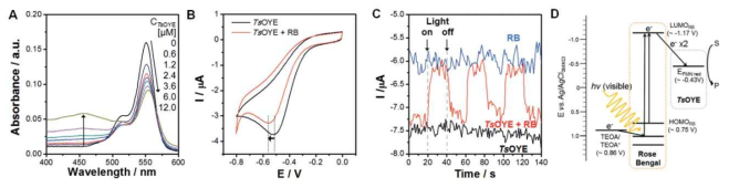 (A) RB 흡광도의 TsOYE 농도 증가에 따른 분광광학적 변화. (B) TsOYE로 개질된 전극의 순환전류전압도에 대한 RB의 영향. (C) 정잔압 (-0.6 V) 하에서 TsOYE, RB 및 TsOYE+RB의 광전류 반응. (D) TEOA가 존재할 때 빛에 의한 RB에서 TsOYE로의 전자전달 메커니즘 제안