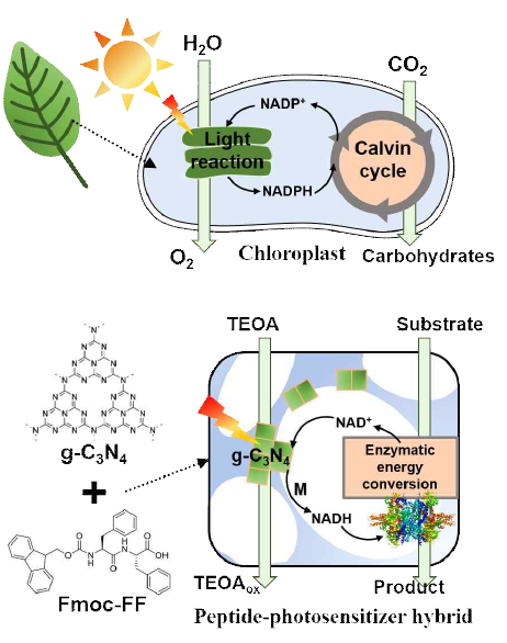 식물 내의 엽록체에서의 명반응과 암반응을 통한 광합성과정 (위) 및 Fmoc-FF 하이드로젤을 기반으로 한 인공광합성과정 (아래) 모식도