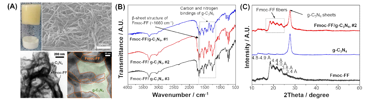 합성된 Fmoc-FF/g-C3N4 하이드로젤의 물성 분석. (A) Fmoc-FF/g-C3N4 하이드로젤의 사진, SEM 및 TEM 이미지. Fmoc-FF 섬유와 g-C3N4 시트가 하이브리드화되어 있음을 확인 가능하다. (B) FT-IR 분석을 통해 Fmoc-FF의 베타시트구조와 g-C3N4내의 탄소와 질소원자의 결합을 확인 가능하다. (C) XRD 분석으로 각 물질의 결정구조를 확인하였다