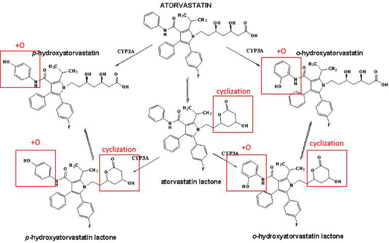 Atorvastatin의 발생 가능한 대사체