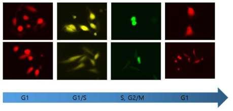 그림4,5 셋업방법을 이용하여 Breast cancer MDA-MB-231 세포주에서 sensor 두가지 geminin-GFP (G2/M 세포주기), Cdt1-RFP (G1/S 세포주기)를 사용하여, 세포주기 변화를 cell imaging으로 관찰함으로서 sensor 두가지를 이용한 세포주기 시험법 구축하였음