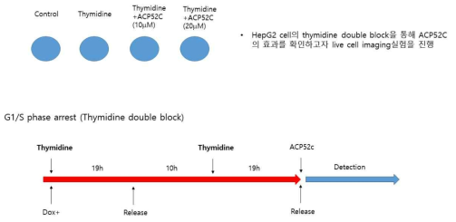Liver cancer HepG2 세포주의 thymidine double block을 G1/S phase arrest 방법을 통해 ACP52C의 효과를 확인하고자 실험법을 구축