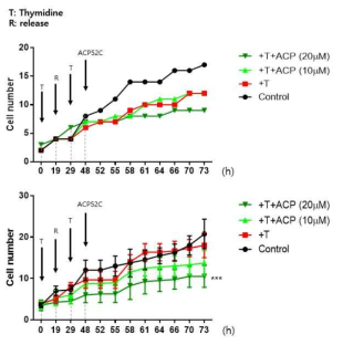 Liver cancer HepG2 세포주의 thymidine double block을 진행후 control, thymidine double block, thymidine double block +펩타이드 ACP52C (10uM, 20uM)을 처리한 후에 세포성장을 측정하기 위하여 CellTiter glo를 통해 세포의 성장을 확인하였음