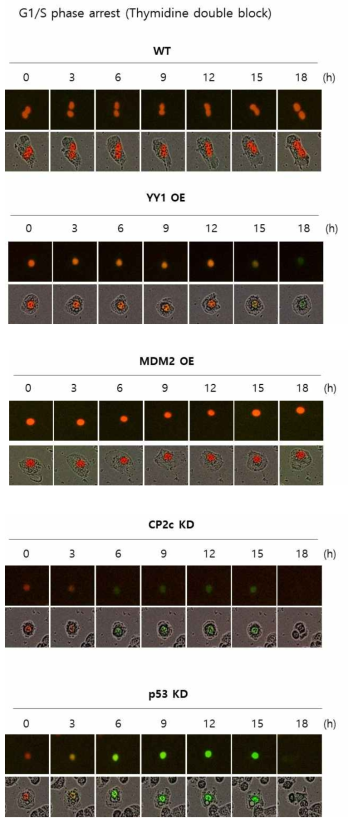 Liver cancer HepG2 세포주에서 wt, YY1 overexpression 세포 (YY1 OE), MDM2 overexpression 세포 (MDM2 OE), CP2c knockdown 세포 (CP2c KD), p53 knockdown 세포 (p53 KD)의 thymidine double block (G1/S phase arrest) 방법을 통해 세포주기에서의 ACP52C의 효능 확인