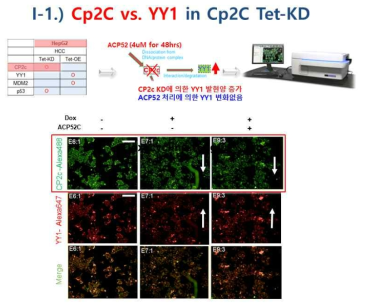 Liver cancer HepG2 CP2c knockdown 세포 (CP2c KD)에서 펩타이드 ACP52C 처리후 CP2c, YY1 발현 측정(Doxycycline 2ug/ul, ACP52C 4uM 농도 처리)