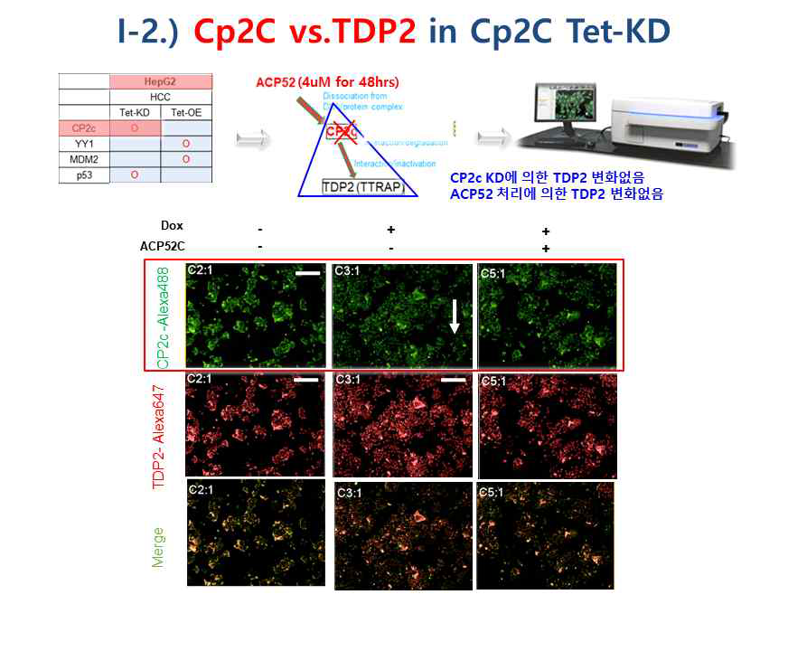 Liver cancer HepG2 CP2c knockdown 세포 (CP2c KD)에서 펩타이드 ACP52C 처리후 CP2c, TDP2 발현 측정(Doxycycline 2ug/ul, ACP52C 4uM 농도 처리)