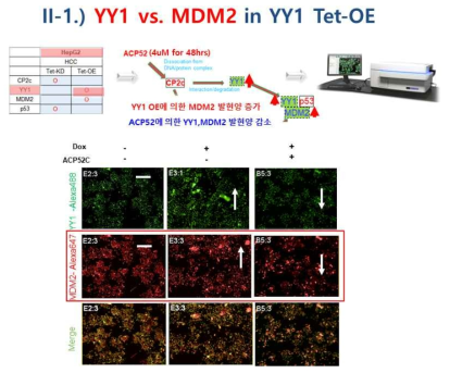 Liver cancer HepG2 YY1 overexpression 세포 (YY1 OE)에서 펩타이드 ACP52C 처리후 YY1, MDM2 발현 측정(Doxycycline 2ug/ul, ACP52C 4uM 농도 처리)