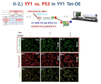 Liver cancer HepG2 YY1 overexpression 세포 (YY1 OE)에서 펩타이드 ACP52C 처리후 YY1, p53 발현 측정(Doxycycline 2ug/ul, ACP52C 4uM 농도 처리)