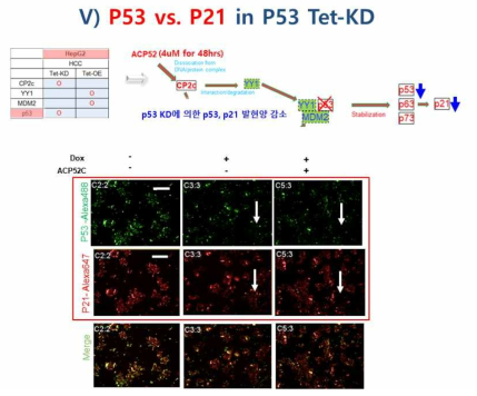 Liver cancer HepG2 p53 knockdown 세포 (p53 KD)에서 펩타이드 ACP52C 처리후 p53, p21 발현 측정(Doxycycline 2ug/ul, ACP52C 4uM 농도 처리)