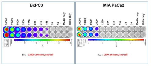 췌장암 2종(BxPC3, MIApaca2) 각각에 Luc-reporter를 발현시키는 In vivo xenograft를 이용할 수 있는 stable cell lines 제작 및 In vitro bioluminescence 활성 측정 분석