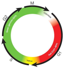 Cell cycle sensor를 통해서 다양한 색변화를 통한 세포주기 변화관찰