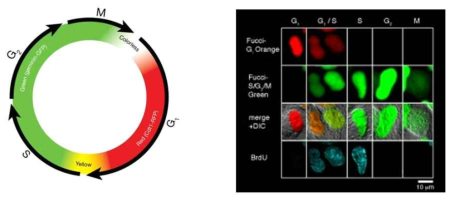세포주에서의 sensor 두가지 geminin-GFP (G2/M 세포주기), Cdt1-RFP (G1/S 세포주기)를 사용하여, 세포주기 변화를 cell imaging으로 관찰
