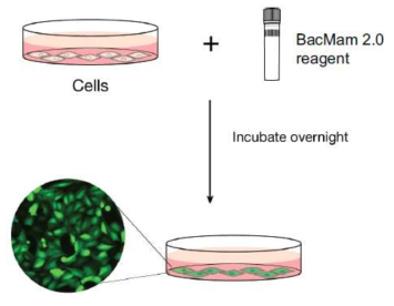 세포주에서의 sensor를 위와 같은 transfection 방법을 통하여 두세포주기 변화를 cell imaging으로 관찰