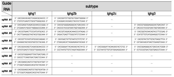 Ighg의 subtype별 유도(guide) RNA 후보들