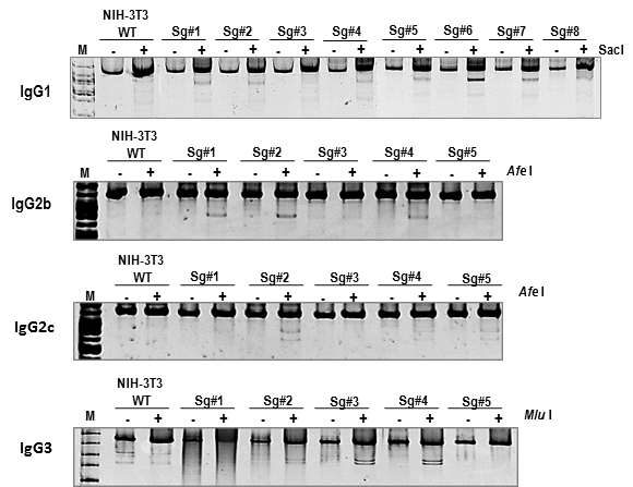 마우스세포주에서 immnunoglobulin 유전자 교정 분석