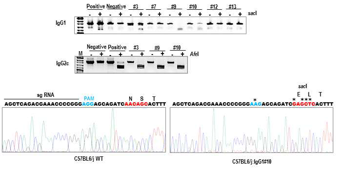 마우스 항체유전자 Ighg1의 유전자 교정