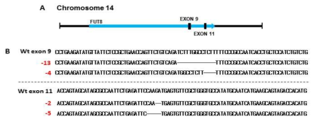 FUT8유전자를 결손시킨 HEK293T 세포주의 유전형질 분석