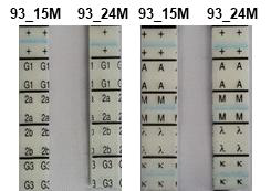 ZIKV에 대한 항체 isotype분석