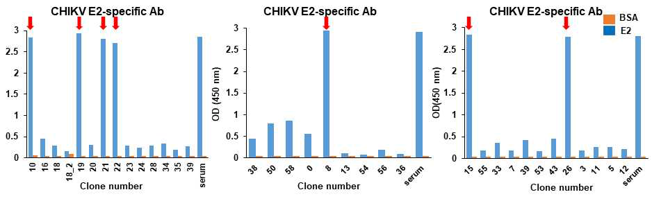 CHIKV E2에 대한 항체 분비 하이브리도마의 항체가 스크리닝