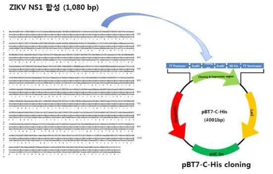 pBT7-C-His vector 클로닝
