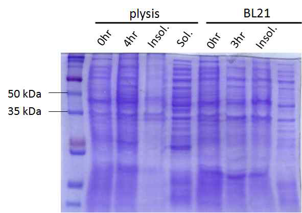 Comassie blue stain을 통한 ZIKV NS1 단백질의 발현