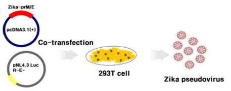ZIKV-PV 제작 과정