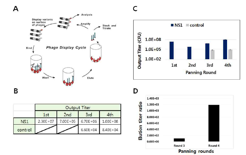 Phage display library panning. (A) Simplified drawing of phage display library panning, (B) Phage output titer table over the panning rounds, (C) Phage output titer plot over the panning rounds, (D) Phage elution titer ratio plot. Elution titer ratio = (phage output titer (NS1) ÷ PBS control output titer (no antigen NS1))