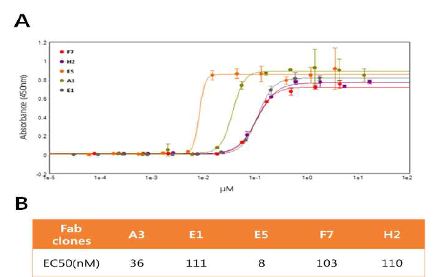 Soluble ELISA에 의한 affinity ranking. (A) a sigmoidal curve fit, (B) affinities of each Fab clones shown by EC50 (nM) obtained with the curve fit