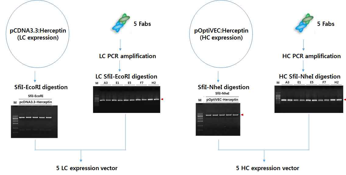 Schematic drawing of the IgG conversion of 5 anti-NS1 Fabs using IgG expression vectors. LC and HC, light chain and heavy chain, respectively