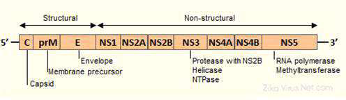 지카 바이러스 게놈 구조